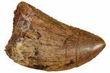 Serrated, Juvenile Carcharodontosaurus Tooth - Morocco #326832-1